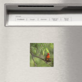 Flashy Vermillion Flycatcher Magneet (Insitu (Vaatwasser))