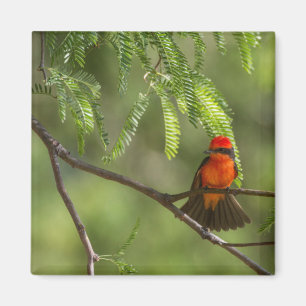 Flashy Vermillion Flycatcher Magneet