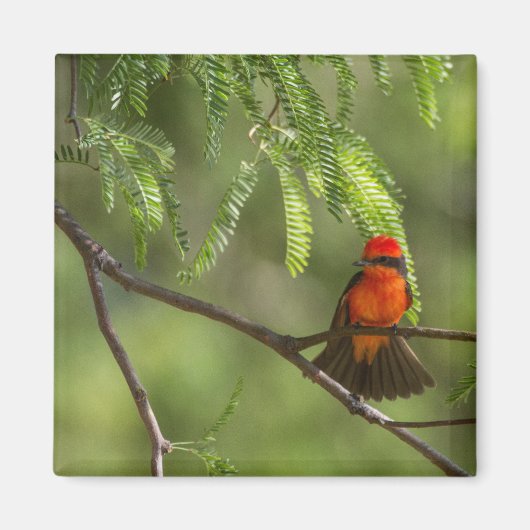 Flashy Vermillion Flycatcher Magneet (Voorkant)