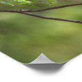 Flashy Vermillion Flycatcher Poster (Hoek)