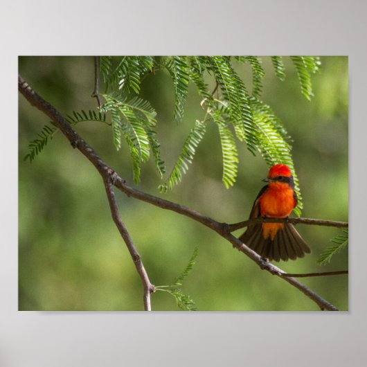 Flashy Vermillion Flycatcher Poster (Voorkant)