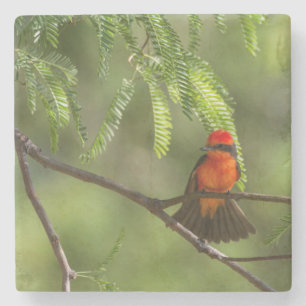 Flashy Vermillion Flycatcher Stenen Onderzetter