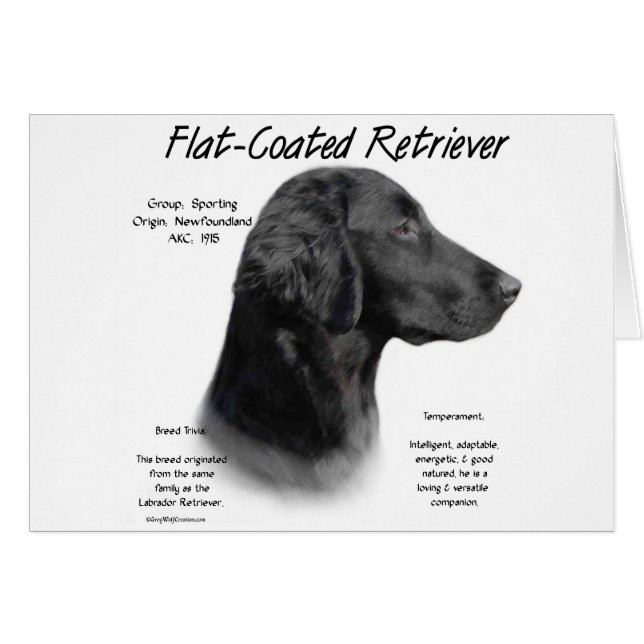 Flat-Coated Retriever Geschiedenis Ontwerp (Voorkant Horizontaal)