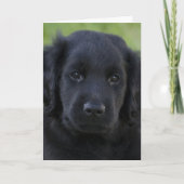 Flat-Coated Retriever Puppy Kaart (Voorkant)