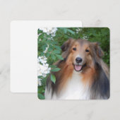 flat dank je kaart met Sheltie (Voorkant / Achterkant)