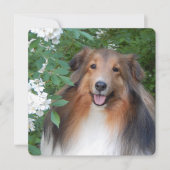 flat dank je kaart met Sheltie (Voorkant)