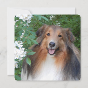 flat dank je kaart met Sheltie