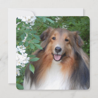 flat dank je kaart met Sheltie