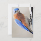 Flat Note Kaart met Eastern Bluebird Notitiekaartje (Voorkant)
