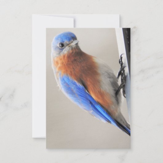 Flat Note Kaart met Eastern Bluebird Notitiekaartje (Voorkant)