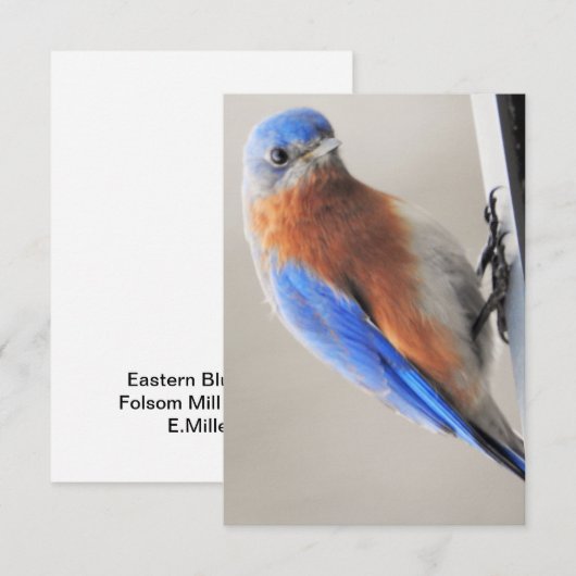 Flat Note Kaart met Eastern Bluebird Notitiekaartje (Voorkant / Achterkant)