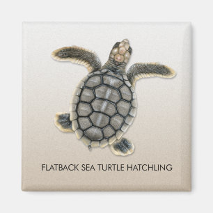 Flatback Zee Turtle Hatchling Magnet