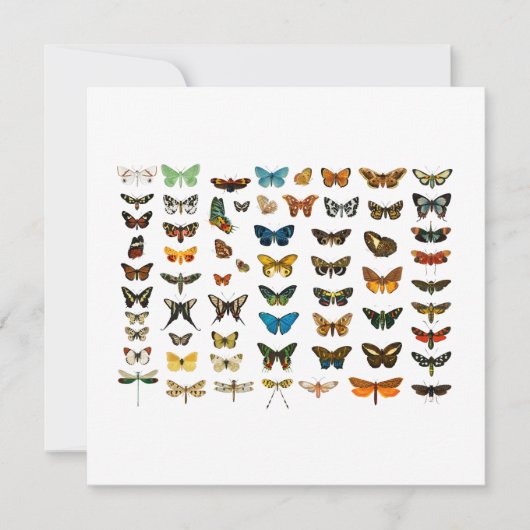 FLATCARD:  BUTTERFLY-KARTJE (Voorkant)