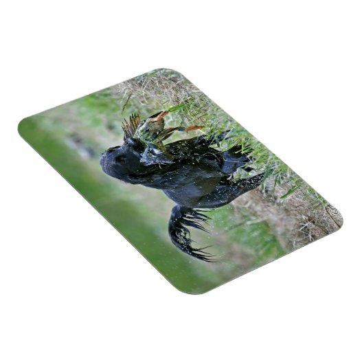 Flatcoated Retriever met eendenmagneet Magneet (Rechterzijde)