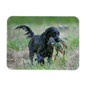 Flatcoated Retriever met eendenmagneet Magneet (Horizontaal)