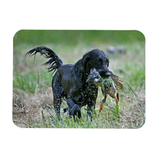 Flatcoated Retriever met eendenmagneet Magneet (Horizontaal)