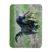 Flatcoated Retriever met eendenmagneet Magneet (Verticaal)