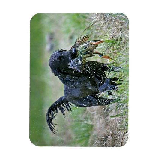 Flatcoated Retriever met eendenmagneet Magneet (Verticaal)