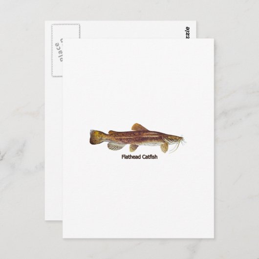 Flathead Catfish Briefkaart (Voorkant / Achterkant)