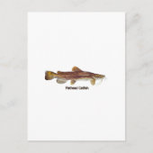 Flathead Catfish Briefkaart (Voorkant)