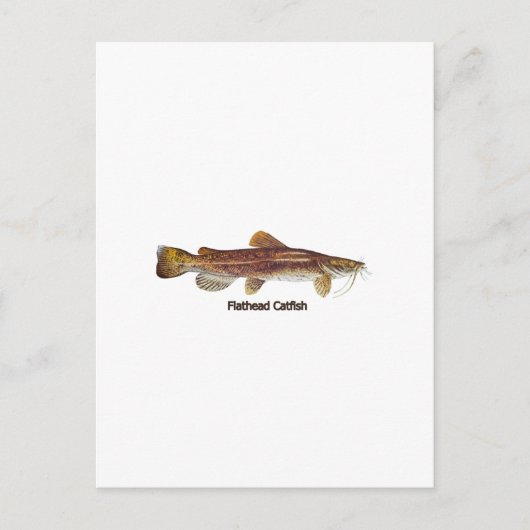 Flathead Catfish Briefkaart (Voorkant)