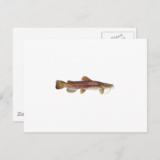 Flathead Catfish Briefkaart (Voorkant / Achterkant)