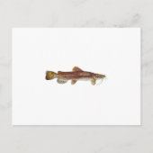 Flathead Catfish Briefkaart (Voorkant)