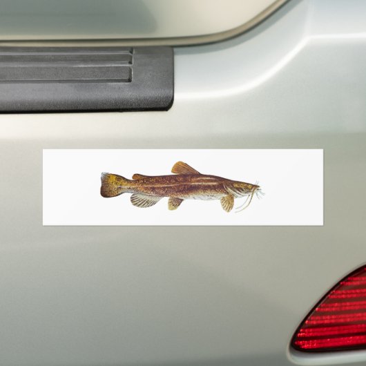 Flathead Catfish Bumpersticker (Op auto)
