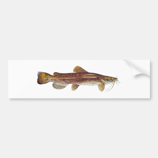 Flathead Catfish Bumpersticker (Voorkant)