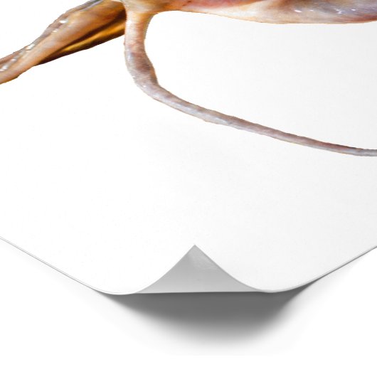 Flathead Catfish Poster (Hoek)