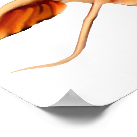 Flathead Catfish Poster (Hoek)