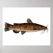 Flathead Catfish Poster (Voorkant)