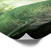 Flathead CatFish Poster (Hoek)