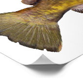 Flathead Catfish Poster (Hoek)