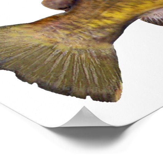 Flathead Catfish Poster (Hoek)