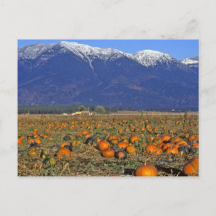 Flathead Valley Montana Pompoenenveld Briefkaart