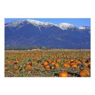 Flathead Valley Montana Pompoenenveld Foto Afdruk