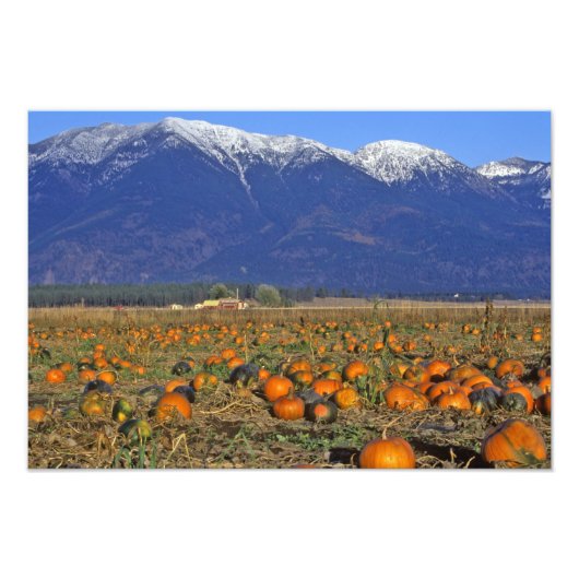 Flathead Valley Montana Pompoenenveld Foto Afdruk (Voorkant)