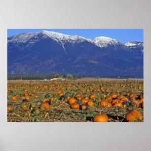 Flathead Valley Montana Pompoenenveld Poster
