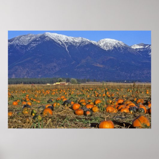 Flathead Valley Montana Pompoenenveld Poster (Voorkant)
