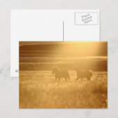 Flaxen Fields Briefkaart (Voorkant / Achterkant)
