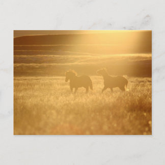 Flaxen Fields Briefkaart