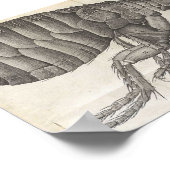 Flea, Flea Poster (Hoek)