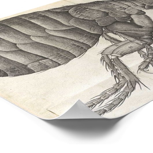 Flea, Flea Poster (Hoek)