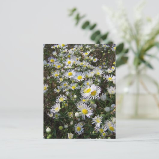 Fleabane Daisy Post Card Briefkaart (Staand voorkant)