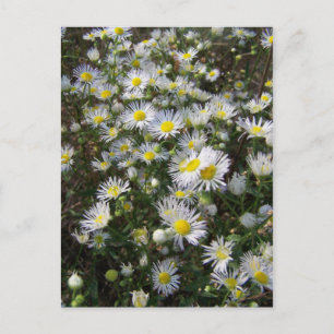 Fleabane Daisy Post Card Briefkaart
