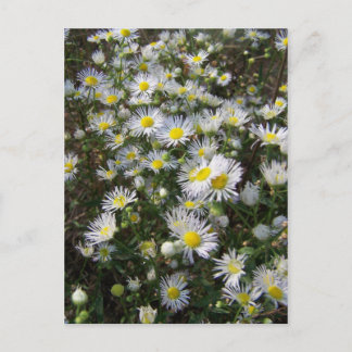Fleabane Daisy Post Card Briefkaart