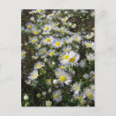 Fleabane Daisy Post Card Briefkaart (Voorkant)