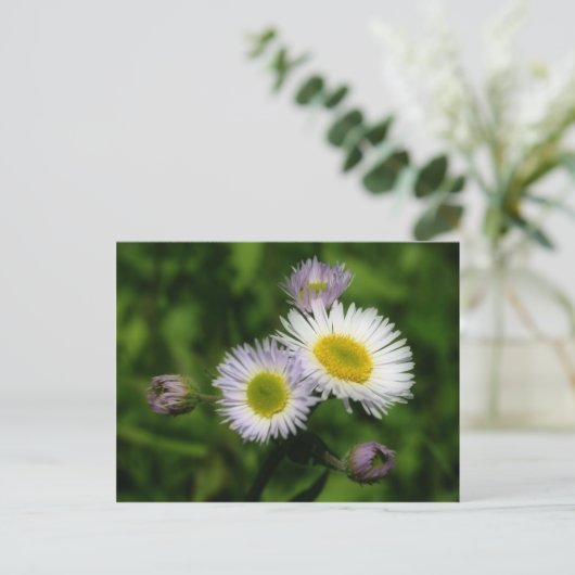 Fleabane White Daisies Flower Briefkaart (Staand voorkant)