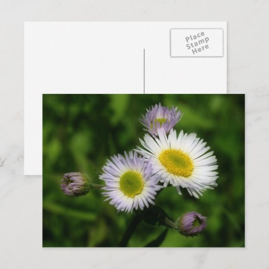 Fleabane White Daisies Flower Briefkaart (Voorkant / Achterkant)